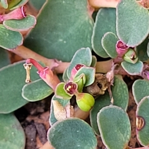 Euphorbia dallachyana at Holt, ACT - 15 Apr 2023