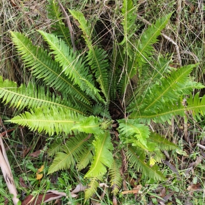 Blechnum nudum (Fishbone Water Fern) at Lower Cotter Catchment - 30 Mar 2023 by rangerstacey