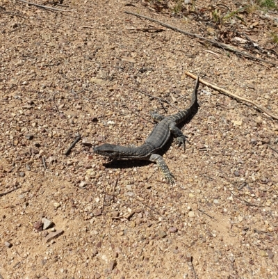 Varanus rosenbergi (Heath or Rosenberg's Monitor) at Cotter River, ACT - 6 Mar 2023 by rangerstacey