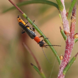 Chauliognathus tricolor at O'Connor, ACT - 20 Feb 2023 10:12 AM