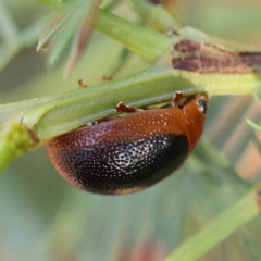 Dicranosterna immaculata (Acacia leaf beetle) at O'Connor, ACT - 21 Feb 2023 by ConBoekel