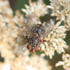 Calliphora stygia (Brown blowfly or Brown bomber) at O'Connor, ACT - 21 Feb 2023 by ConBoekel