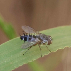 Sumpigaster sp. (genus) (A bristle fly) at O'Connor, ACT - 19 Feb 2023 by ConBoekel
