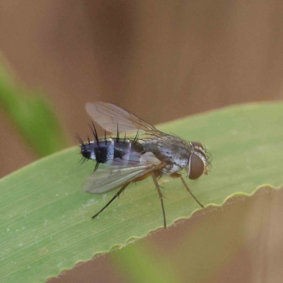 Sumpigaster sp. (genus) (A bristle fly) at O'Connor, ACT - 19 Feb 2023 by ConBoekel