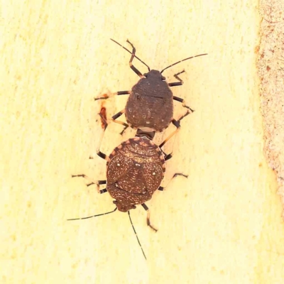 Platycoris rotundatus (A shield bug) at O'Connor, ACT - 20 Feb 2023 by ConBoekel