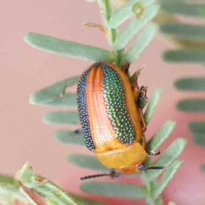 Calomela parilis at O'Connor, ACT - 21 Feb 2023 10:08 AM