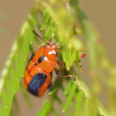 Calomela curtisi (Acacia leaf beetle) at O'Connor, ACT - 21 Feb 2023 by ConBoekel