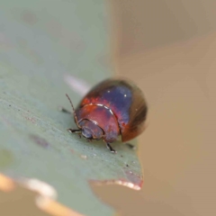 Paropsisterna cloelia (Eucalyptus variegated beetle) at O'Connor, ACT - 21 Feb 2023 by ConBoekel