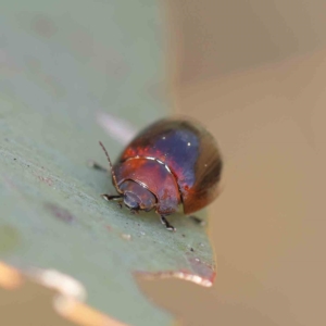 Paropsisterna cloelia at O'Connor, ACT - 21 Feb 2023