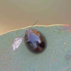 Paropsisterna cloelia at O'Connor, ACT - 21 Feb 2023