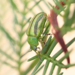 Calomela juncta (Leaf beetle) at O'Connor, ACT - 20 Feb 2023 by ConBoekel