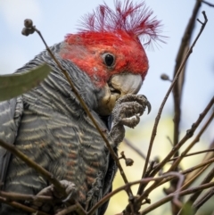 Callocephalon fimbriatum (identifiable birds) (Gang-gang Cockatoo (named birds)) at Mount Ainslie - 14 Apr 2023 by trevsci