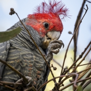 Callocephalon fimbriatum (identifiable birds) at Ainslie, ACT - 14 Apr 2023