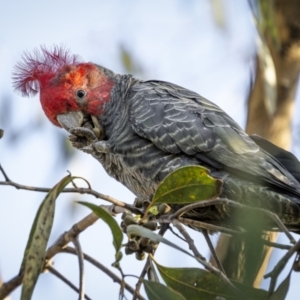 Callocephalon fimbriatum (identifiable birds) at Ainslie, ACT - 14 Apr 2023