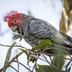 Callocephalon fimbriatum (identifiable birds) at Ainslie, ACT - 14 Apr 2023