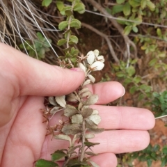 Olearia myrsinoides (Blush Daisy Bush) at Lower Cotter Catchment - 2 Apr 2023 by rangerstacey