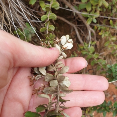 Olearia myrsinoides (Blush Daisy Bush) at Lower Cotter Catchment - 1 Apr 2023 by rangerstacey