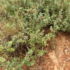 Olearia myrsinoides at Cotter River, ACT - 2 Apr 2023 09:56 AM