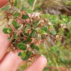 Olearia myrsinoides at Cotter River, ACT - 2 Apr 2023