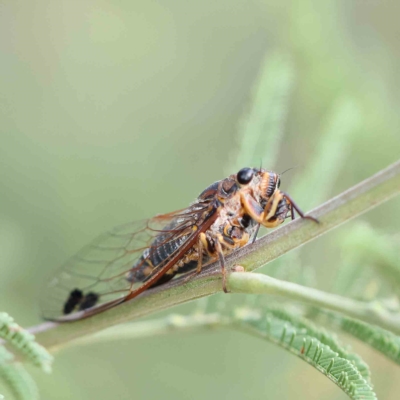 Galanga labeculata (Double-spotted cicada) at O'Connor, ACT - 21 Feb 2023 by ConBoekel