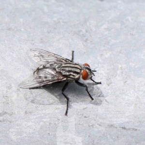 Sarcophaga sp. (genus) at O'Connor, ACT - 14 Feb 2023 02:16 PM