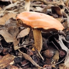 zz agaric (stem; gills not white/cream) at Bruce, ACT - 15 Apr 2023 by trevorpreston