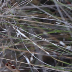 Symonicoccus sp. (genus) (Grass Coccid) at O'Connor, ACT - 21 Feb 2023 by ConBoekel