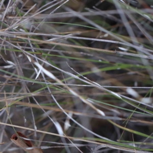 Symonicoccus sp. (genus) at O'Connor, ACT - 21 Feb 2023