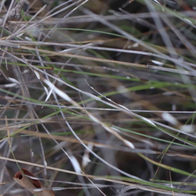 Symonicoccus sp. (genus) (Grass Coccid) at O'Connor, ACT - 20 Feb 2023 by ConBoekel