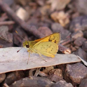 Ocybadistes walkeri at O'Connor, ACT - 21 Feb 2023 09:01 AM