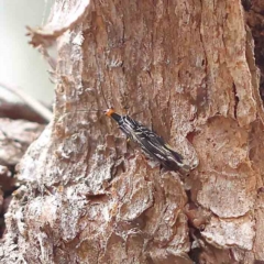 Porismus strigatus (Pied Lacewing) at O'Connor, ACT - 21 Feb 2023 by ConBoekel