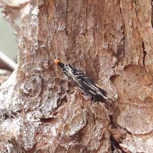 Porismus strigatus at O'Connor, ACT - 21 Feb 2023 11:05 AM