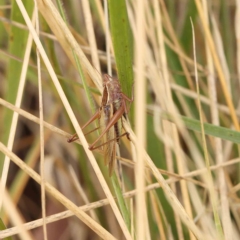 Conocephalus upoluensis (Meadow Katydid) at O'Connor, ACT - 14 Feb 2023 by ConBoekel