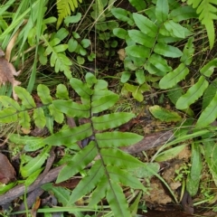 Blechnum minus (Soft Water Fern) at Cotter River, ACT - 30 Mar 2023 by rangerstacey