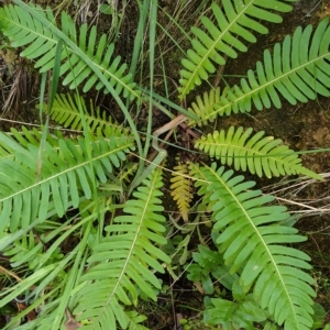 Blechnum nudum at Cotter River, ACT - 30 Mar 2023 11:27 AM