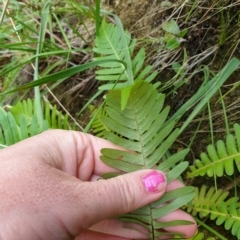 Blechnum nudum at Cotter River, ACT - 30 Mar 2023 11:27 AM