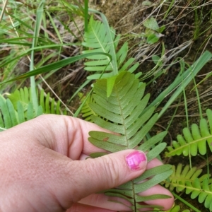 Blechnum nudum at Cotter River, ACT - 30 Mar 2023