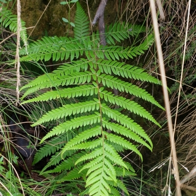 Cyathea australis subsp. australis (Rough Tree Fern) at Uriarra Village, ACT - 30 Mar 2023 by rangerstacey