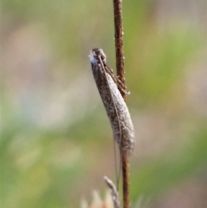 Ceromitia leptosticta at Molonglo Valley, ACT - 14 Apr 2023