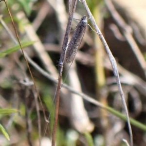 Ceromitia leptosticta at Molonglo Valley, ACT - 14 Apr 2023