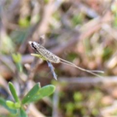 Ceromitia leptosticta at Molonglo Valley, ACT - 14 Apr 2023