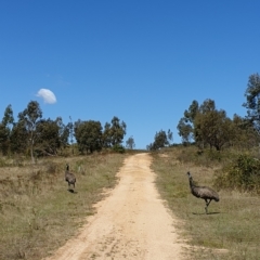 Dromaius novaehollandiae (Emu) at Lower Cotter Catchment - 6 Mar 2023 by rangerstacey