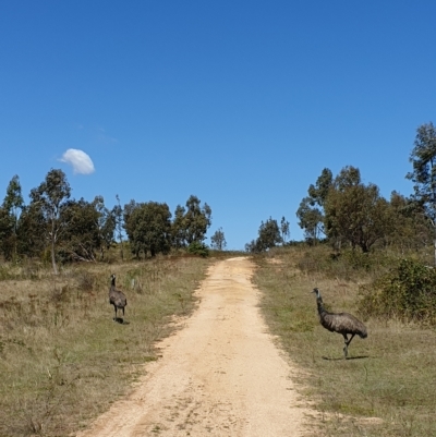 Dromaius novaehollandiae (Emu) at Cotter River, ACT - 6 Mar 2023 by rangerstacey