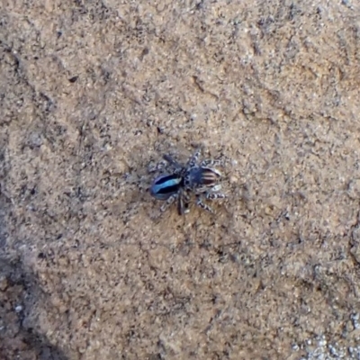 Maratus chrysomelas (Variable Peacock Spider) at Aranda Bushland - 14 Apr 2023 by CathB