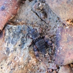 Calperum ottei (A recently described pygmy cricket) at Molonglo Valley, ACT - 14 Apr 2023 by CathB