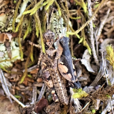 Pycnostictus seriatus (Common Bandwing) at Aranda Bushland - 14 Apr 2023 by CathB