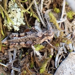 Pycnostictus seriatus at Molonglo Valley, ACT - 14 Apr 2023