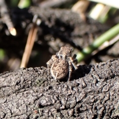 Maratus chrysomelas (Variable Peacock Spider) at Molonglo Valley, ACT - 14 Apr 2023 by CathB