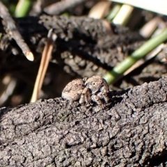 Maratus chrysomelas at Molonglo Valley, ACT - 14 Apr 2023