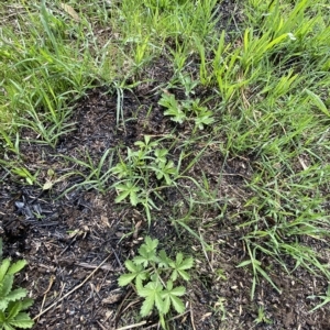 Potentilla recta at Garran, ACT - 1 Apr 2023